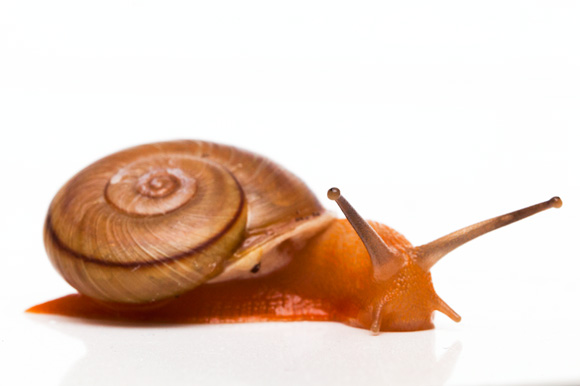 Epiphragmorpha puntana Tanti, Cordoba province, Argentina adult, 3cm